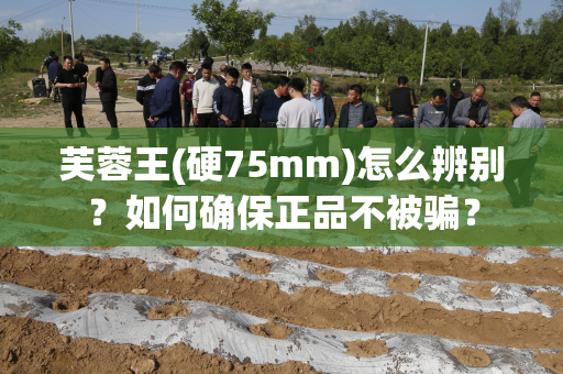 芙蓉王(硬75mm)怎么辨别？如何确保正品不被骗？